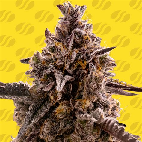 At nearly 20 THC, Black Orchid is a potent cannabis strain that may fatigue you. . Lucky orchid strain